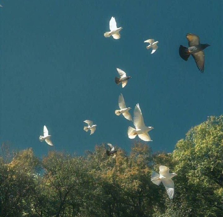 اثری از علی جلالی از شاعران انتشارات حوزه مشق