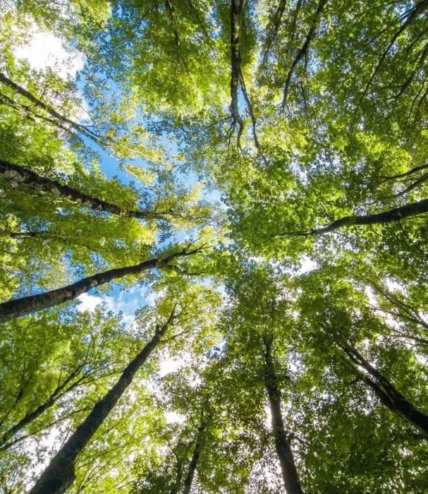 اثری از مبینا ترکمن از شاعران انتشارات حوزه مشق